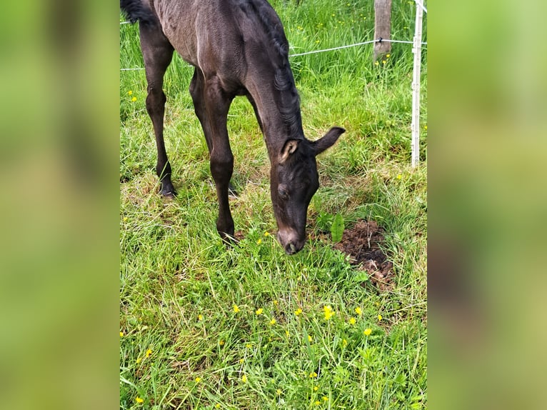 Fries paard Mix Hengst veulen (05/2024) Zwart in Großheide