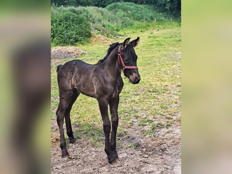 Fries paard Mix Hengst veulen (05/2024) Zwart in Großheide