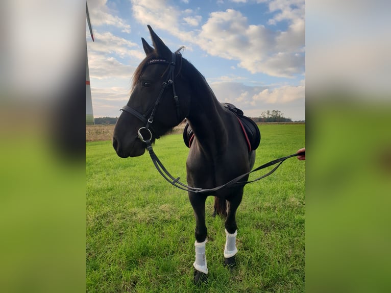 Fries paard Mix Hengst veulen (05/2024) Zwart in Großheide