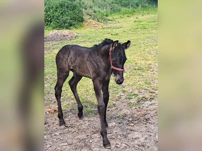 Fries paard Mix Hengst veulen (05/2024) Zwart in Großheide