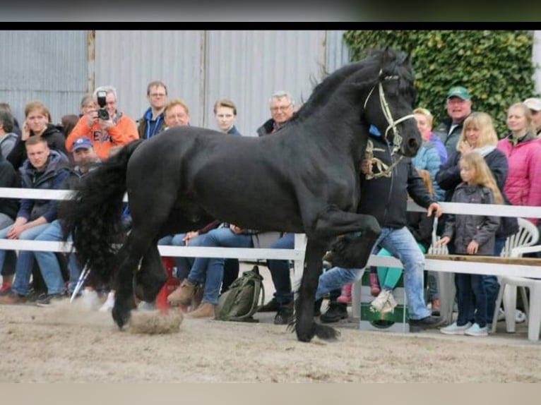 Fries paard Mix Hengst veulen (05/2024) Zwart in Großheide