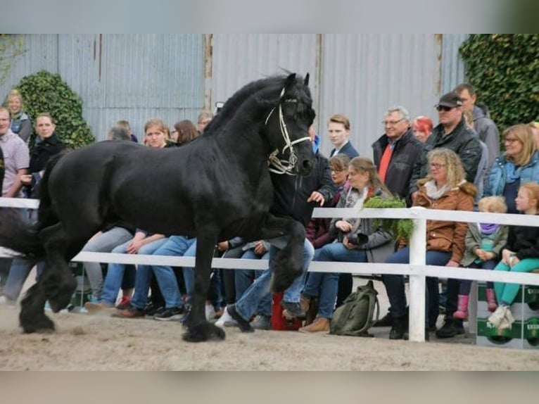 Fries paard Mix Hengst veulen (05/2024) Zwart in Großheide