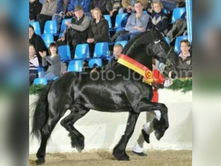 Fries paard Mix Hengst veulen (05/2024) Zwart in Großheide