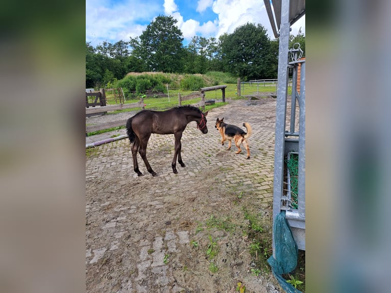 Fries paard Mix Hengst veulen (05/2024) Zwart in Großheide