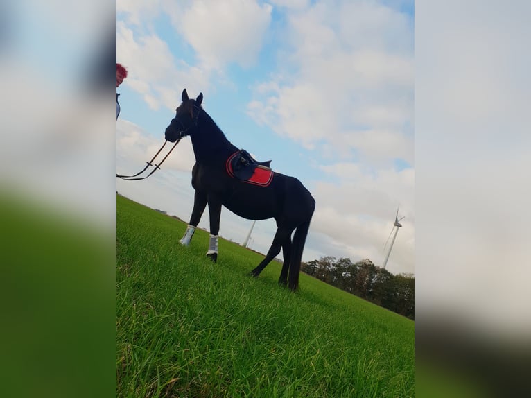 Fries paard Mix Hengst veulen (05/2024) Zwart in Großheide