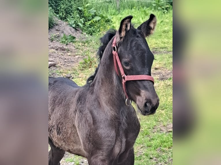 Fries paard Mix Hengst veulen (05/2024) Zwart in Großheide