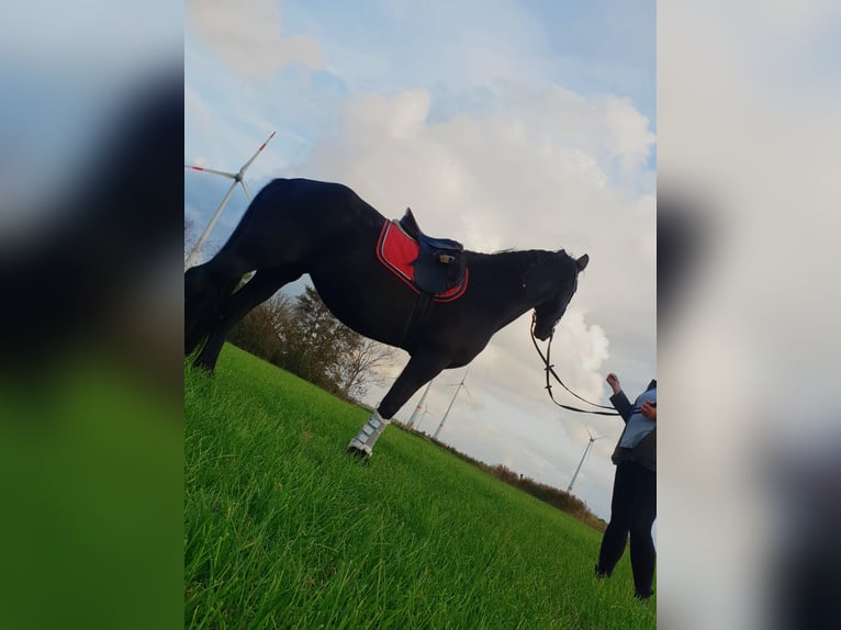 Fries paard Mix Hengst veulen (05/2024) Zwart in Großheide