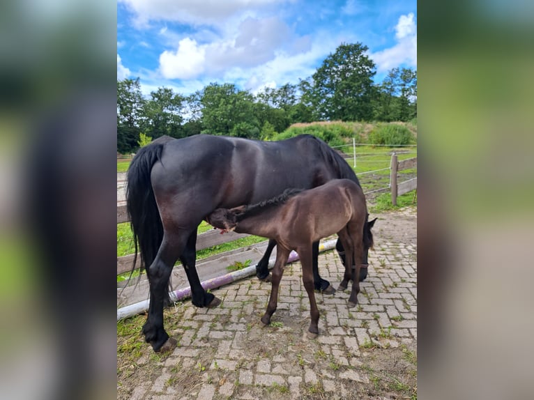 Fries paard Mix Hengst veulen (05/2024) Zwart in Großheide