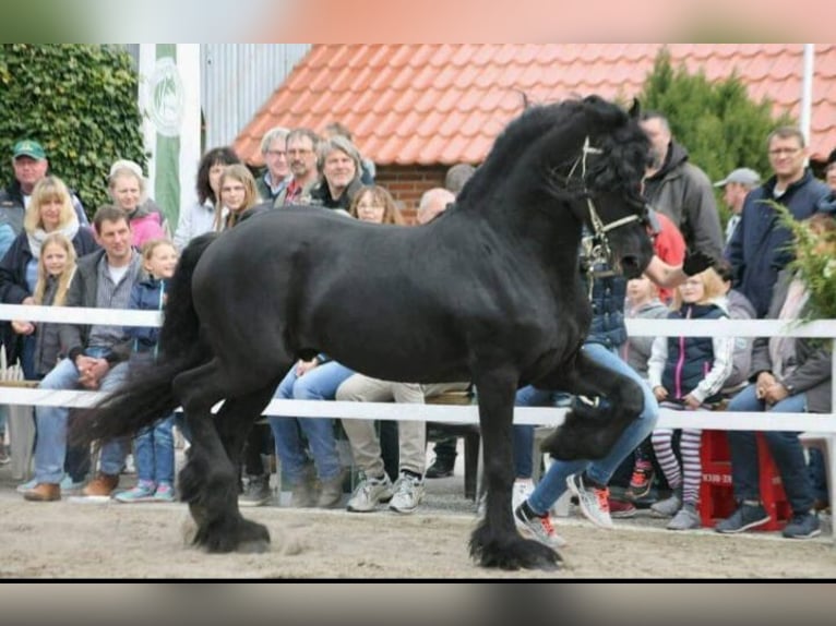 Fries paard Mix Hengst veulen (05/2024) Zwart in Großheide