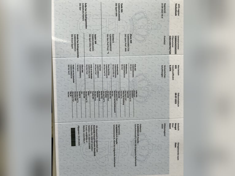 Fries paard Hengst Veulen (07/2025) Zwart in Grijpskerke