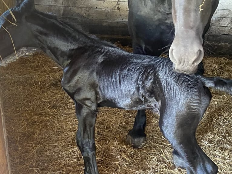 Fries paard Hengst Veulen (06/2026) Zwart in Mystkowo 22