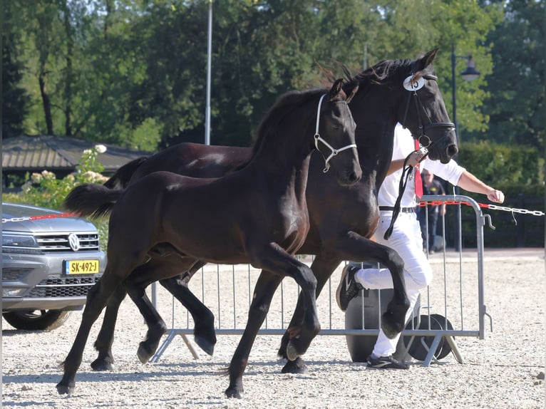 Fries paard Hengst veulen (04/2024) Zwart in Sonsbeck