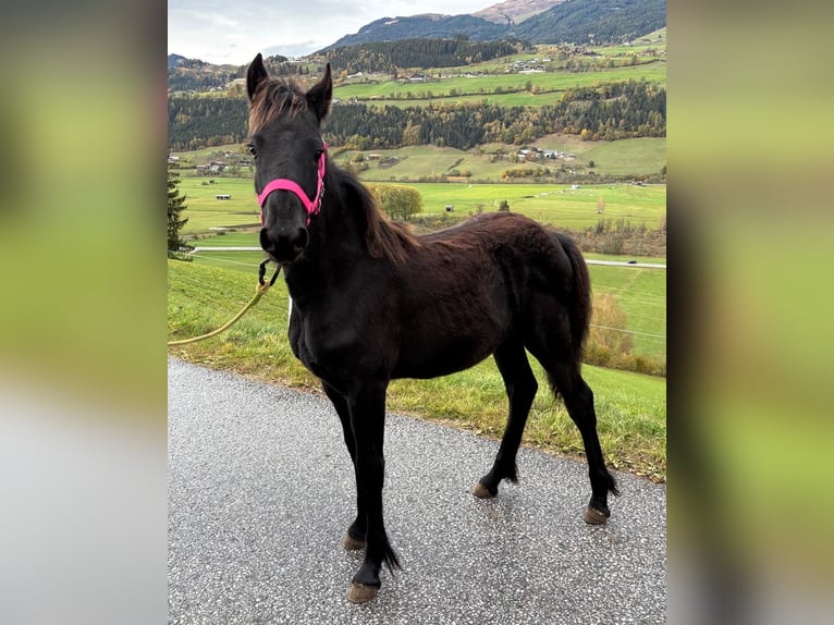 Fries paard Hengst Veulen (04/2026) Zwart in Mittersill