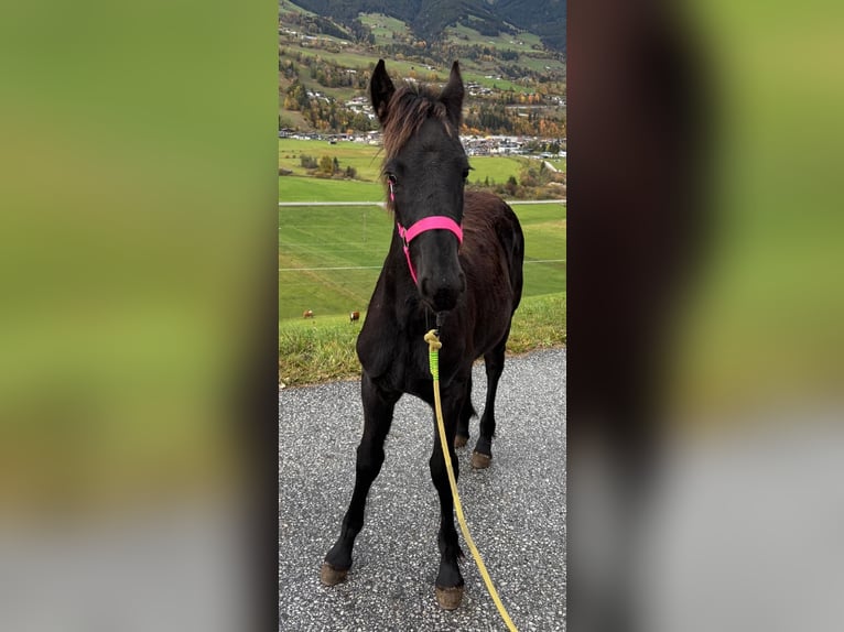 Fries paard Hengst Veulen (04/2026) Zwart in Mittersill