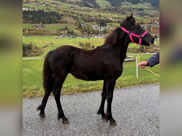 Fries paard Hengst Veulen (04/2026) Zwart in Mittersill