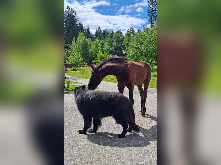 Fries paard Hengst Veulen (05/2025) Zwart in KOPFING  im Innkreis