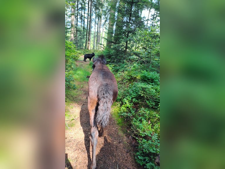 Fries paard Hengst Veulen (05/2025) Zwart in KOPFING  im Innkreis