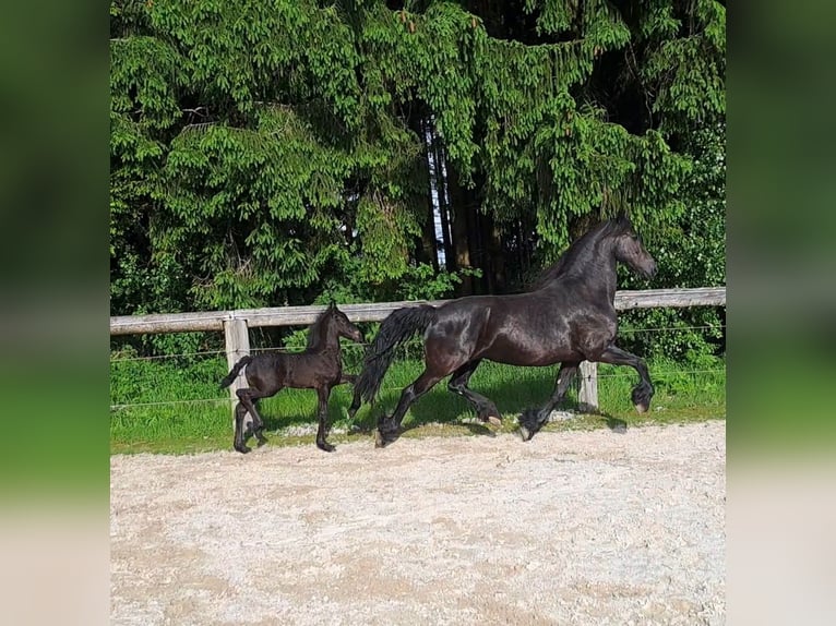 Fries paard Hengst Veulen (05/2025) Zwart in KOPFING  im Innkreis