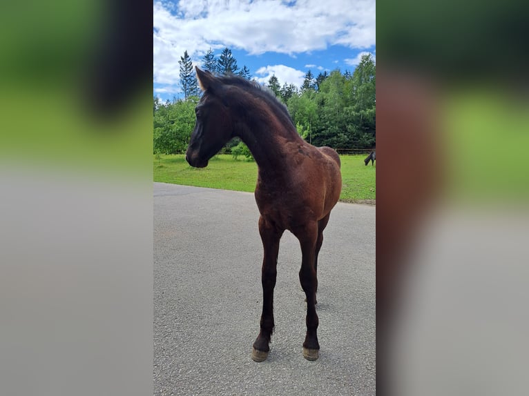 Fries paard Hengst Veulen (05/2025) Zwart in KOPFING  im Innkreis