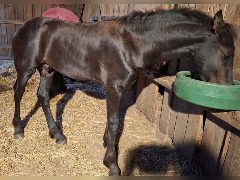 Fries paard Hengst Veulen (04/2025) Zwart in Glottertal