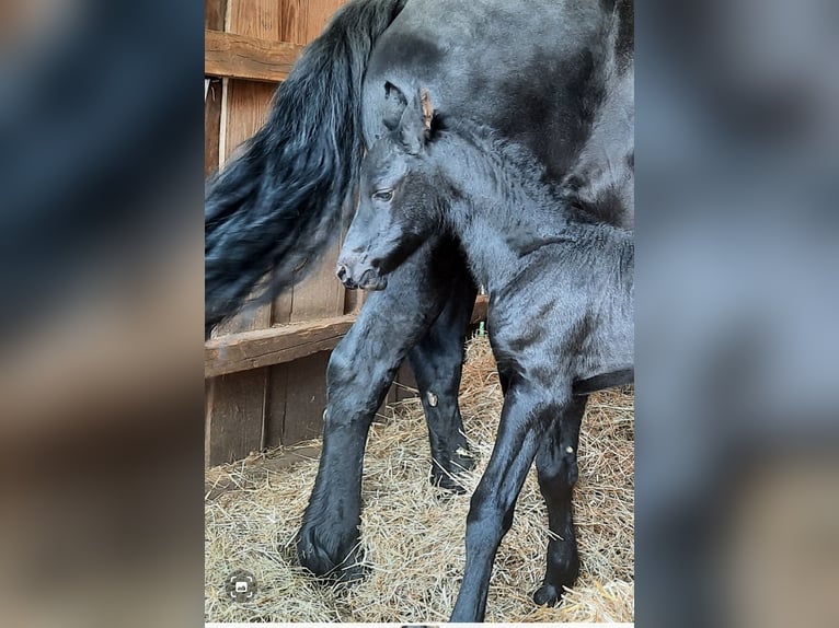 Fries paard Hengst Veulen (04/2025) Zwart in Glottertal