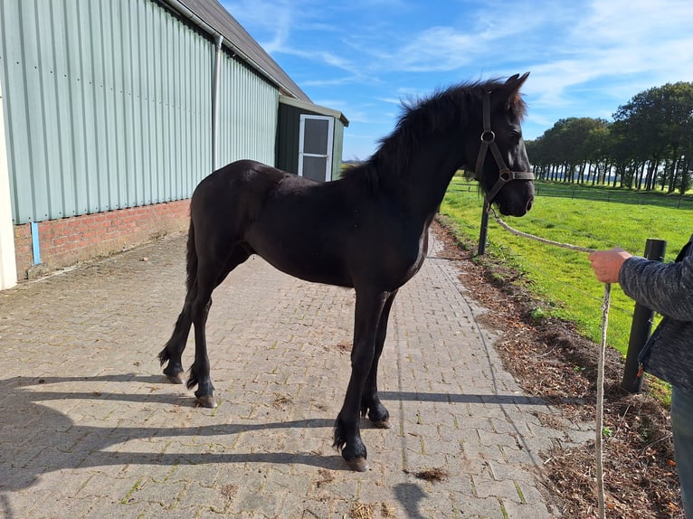 Fries paard Hengst veulen (04/2024) Zwart in Dalen