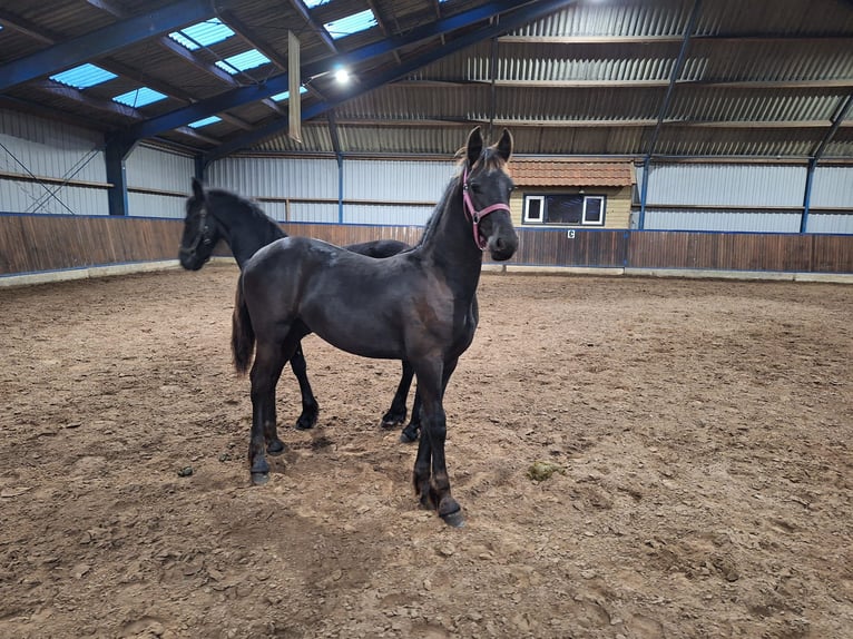 Fries paard Hengst veulen (04/2024) Zwart in Dalen