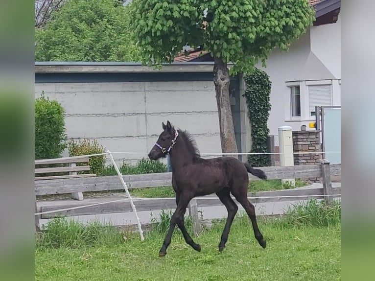 Fries paard Hengst veulen (03/2024) Zwart in Landeck