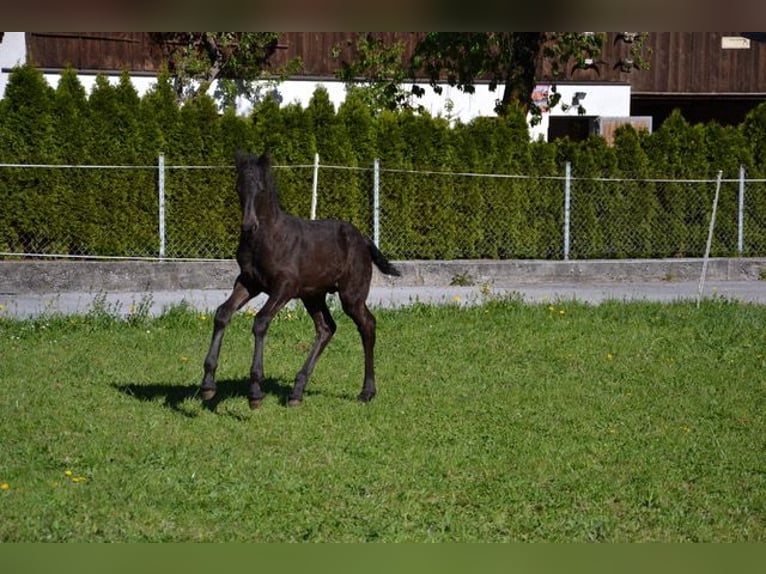 Fries paard Hengst veulen (03/2024) Zwart in Landeck