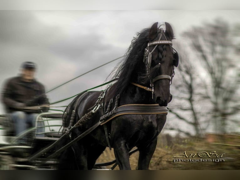Fries paard Hengst Zwart in Marl