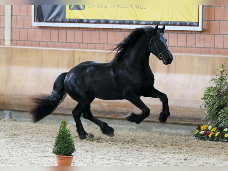 Fries paard Hengst Zwart in Koblenz