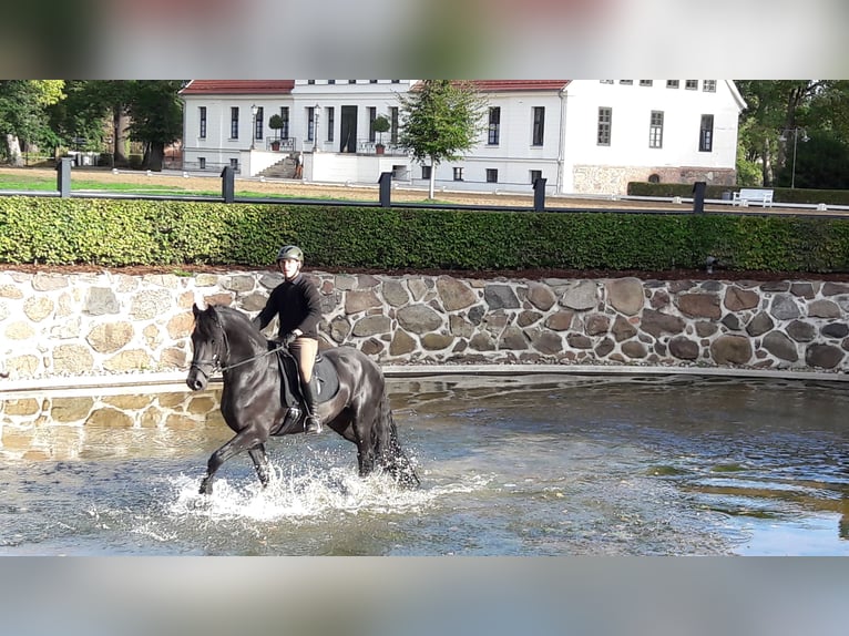 Fries paard Hengst Zwart in Koblenz