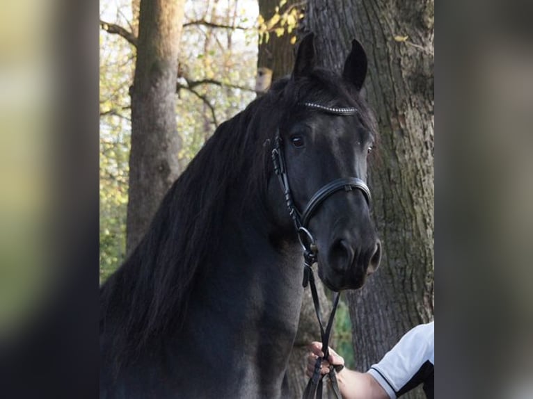 Fries paard Hengst Zwart in Koblenz