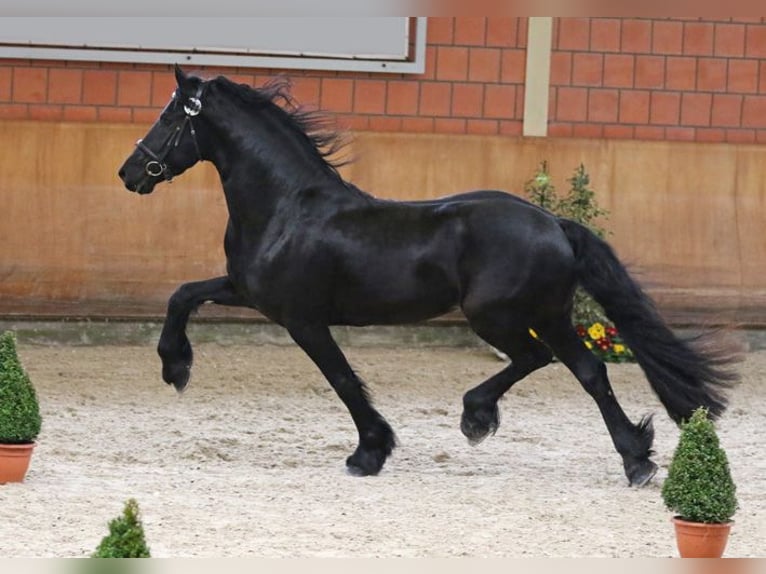 Fries paard Hengst Zwart in Koblenz