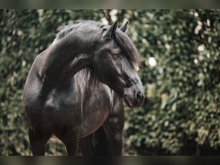 Fries paard Hengst Zwart in Koblenz