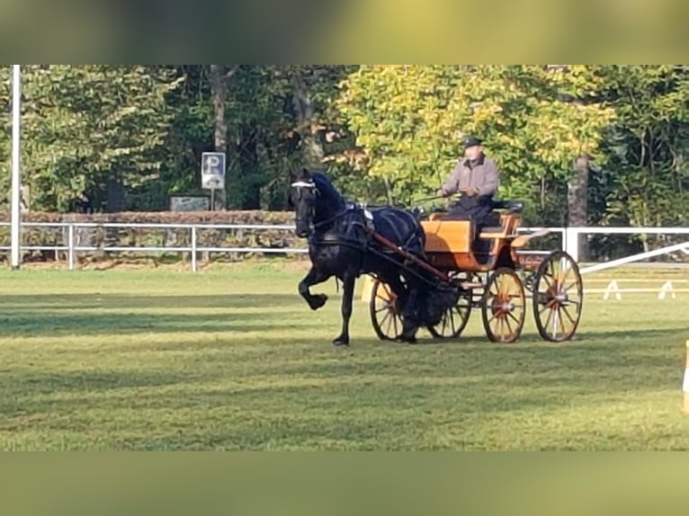 Fries paard Hengst Zwart in Koblenz