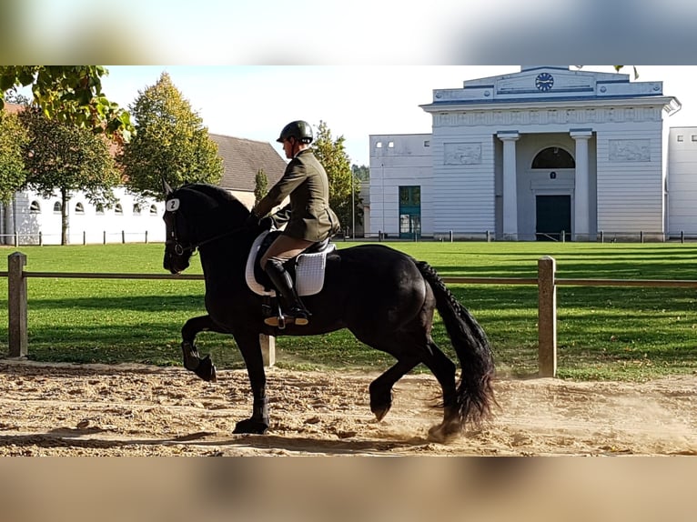 Fries paard Hengst Zwart in Koblenz