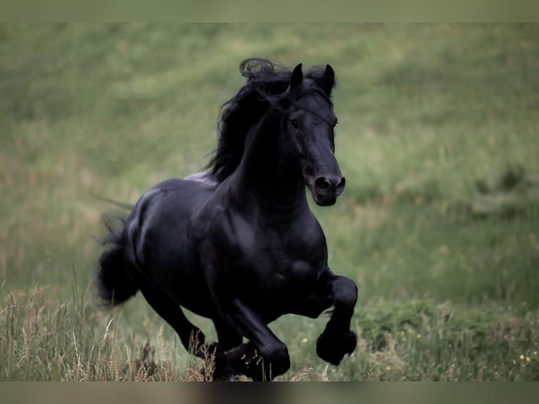 Fries paard Hengst Zwart in Koblenz