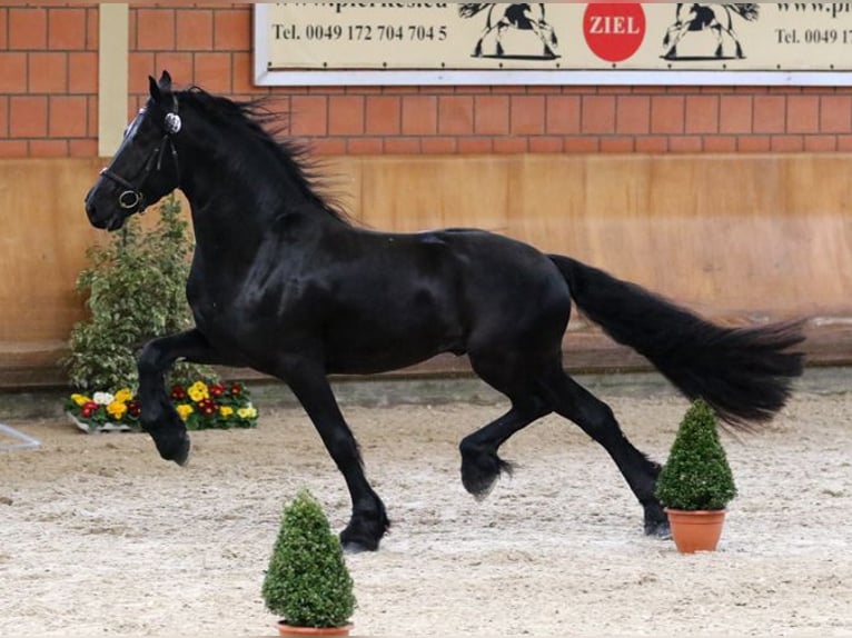 Fries paard Hengst Zwart in Koblenz