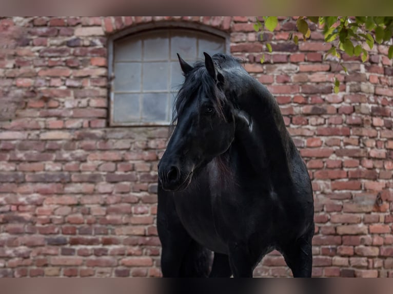 Fries paard Hengst Zwart in Koblenz