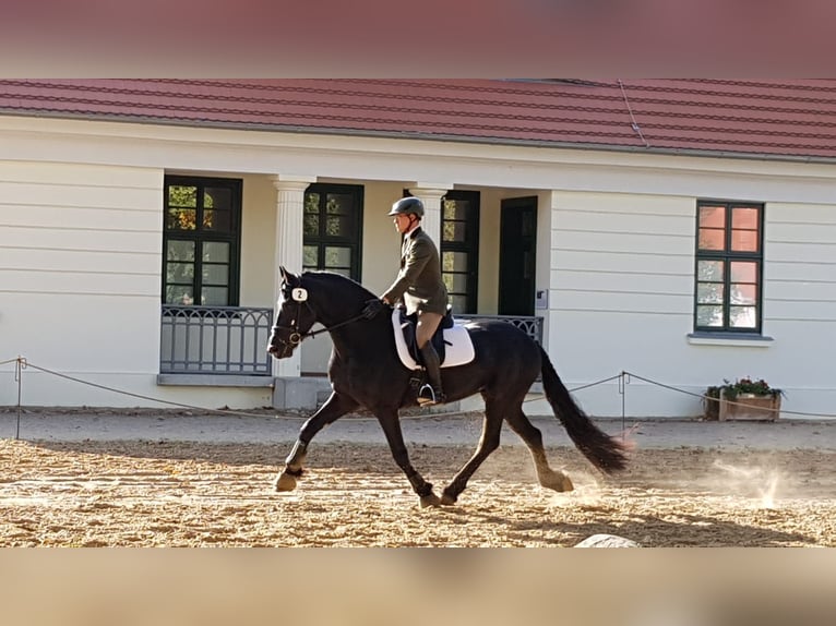 Fries paard Hengst Zwart in Koblenz