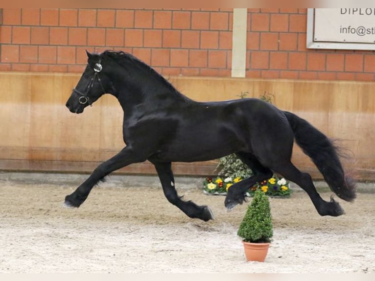 Fries paard Hengst Zwart in Koblenz