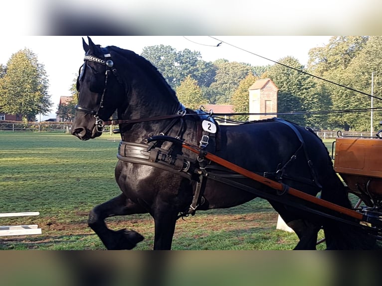 Fries paard Hengst Zwart in Koblenz