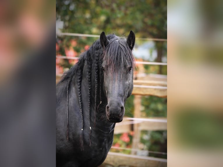 Fries paard Hengst Zwart in Scheibenberg