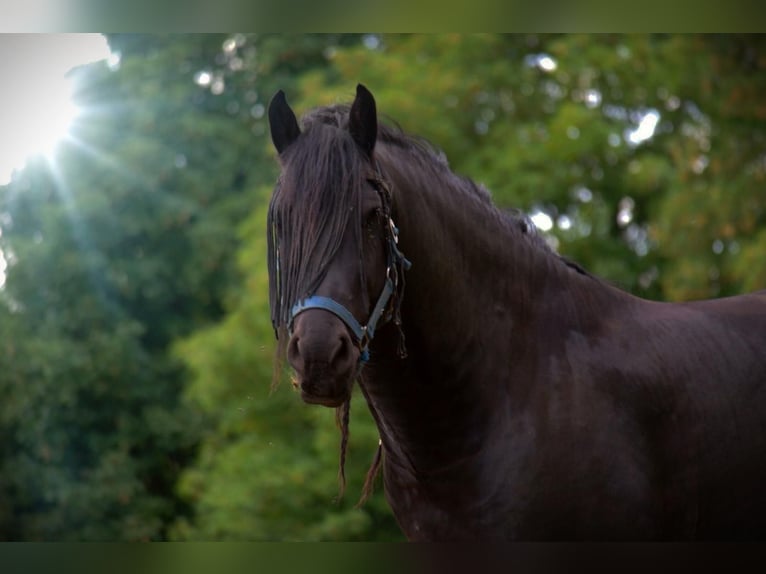 Fries paard Hengst Zwart in Scheibenberg