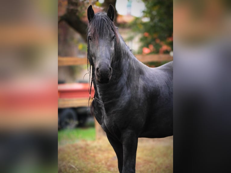 Fries paard Hengst Zwart in Scheibenberg