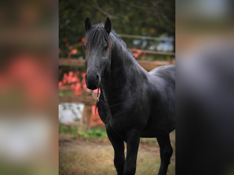 Fries paard Hengst Zwart in Scheibenberg