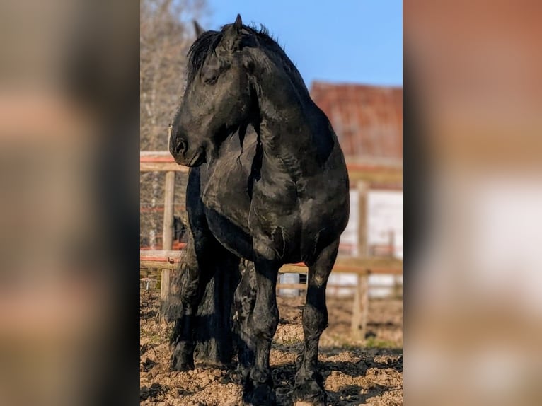 Fries paard Hengst Zwart in Scheibenberg