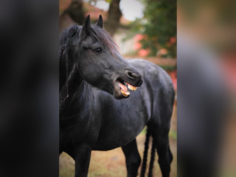 Fries paard Hengst Zwart in Scheibenberg