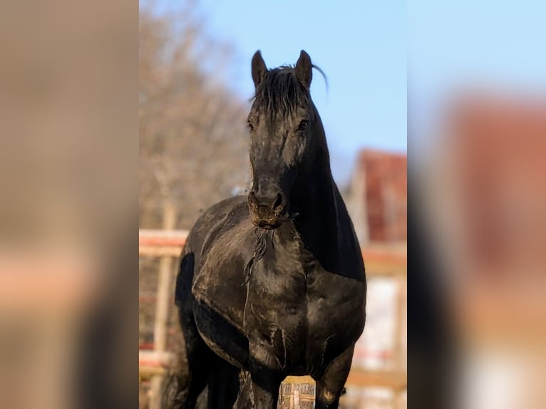 Fries paard Hengst Zwart in Scheibenberg